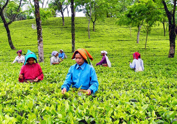 Tea garden software - Teapac